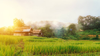 景观绿色梯田大米场小小屋农村美丽的雾山自然背景早....美妙的金光简单的生活农村人亚洲