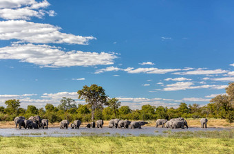 非洲大象水潭非洲Safari野生动物