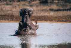 河马博茨瓦纳非洲Safari野生动物