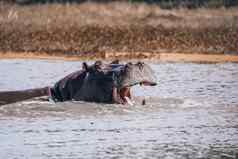 河马博茨瓦纳非洲Safari野生动物