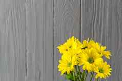 美丽的新鲜的黄色的菊花灰色木背景特写镜头拍摄黄色的雏菊花