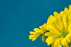 美丽的新鲜的黄色的菊花特写镜头拍摄黄色的雏菊花孤立的土耳其颜色背景
