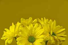 美丽的新鲜的黄色的菊花特写镜头拍摄黄色的雏菊花孤立的黄色的背景