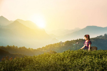 部落<strong>茶叶</strong>种植园字段早....山部落美丽的服装衣服亚洲农民收获<strong>茶叶</strong>子多雨的季节日出山背景传统的部落文化