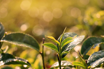 绿色茶巴德新鲜的叶子关闭茶种植园场泰国早....阳光美妙的散景绿色<strong>茶海报</strong>广告