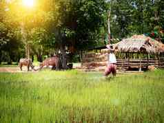 大米字段泰国南东亚洲大米场稻草稻草人牛太阳光效果过滤器