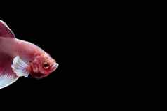 头特写镜头粉红色的白色大耳朵半月弯刀搏鱼鱼暹罗孤立的黑色的背景