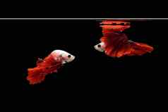 照片拼贴画剥皮跳舞搏鱼暹罗战斗鱼水孤立的黑色的背景半月弯刀rosetail吉祥物红色的龙类型