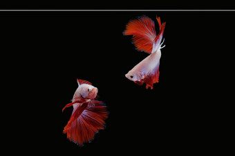 跳舞搏鱼鱼吉祥物半月弯刀白色红色的颜色结合孤立的黑色的背景