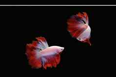 跳舞搏鱼鱼吉祥物半月弯刀白色红色的颜色结合孤立的黑色的背景