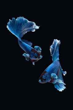 跳舞搏鱼暹罗战斗鱼半月弯刀rosetail白色蓝色的颜色孤立的黑色的背景