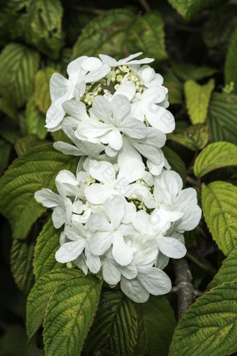 荚莲属的植物褶皱形式tomentosum’shasta’