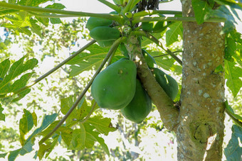 特写镜头视图成熟木瓜水果挂树皇冠新鲜的绿色颜色新鲜的水果眼泪健康的美味的饮食让人耳目一新新鲜的水果