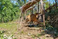 牛站避难所吃新鲜的草牛肉牛巴厘岛的农民棕色（的）牛直接相机热带背景