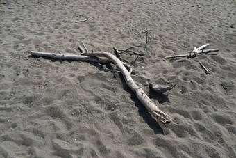 死亡树海滩玛丽娜牛肉干马雷玛托斯卡纳意大利欧洲