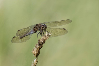 常见的darter<strong>蜻蜓</strong>