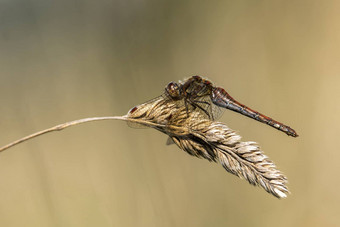 常见的darter蜻蜓