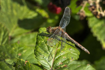 常见的darter<strong>蜻蜓</strong>