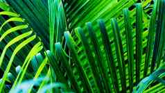 绿色新鲜的自然背景棕榈叶子壁纸