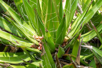 线程<strong>龙舌</strong>兰<strong>龙舌</strong>兰菲利弗拉一般thread-leaf<strong>龙舌</strong>兰多毛的<strong>龙舌</strong>兰