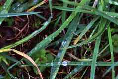 新鲜的雨滴关闭视图绿色植物叶子游戏