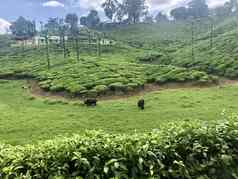 茶房地产牛喂养农业土地