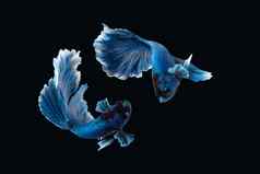 跳舞搏鱼暹罗战斗鱼半月弯刀rosetail白色蓝色的颜色孤立的黑色的背景