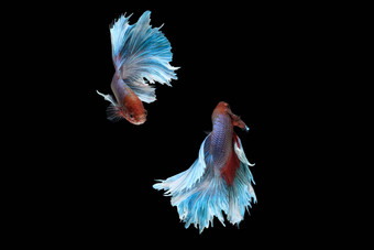 剥皮跳舞搏鱼暹罗战斗鱼巨大的半月弯刀rosetail类型红色的紫色的身体颜色蓝色的白色好颜色结合孤立的黑色的背景