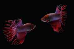 跳舞红色的紫色的皇冠尾巴搏鱼siamnse战斗鱼孤立的黑色的背景