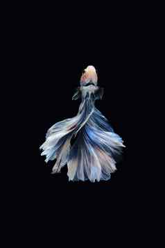 低回来角视图搏鱼暹罗战斗鱼巨大的半月弯刀rosetail白色蓝色的颜色结合孤立的黑色的背景
