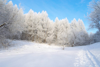 美丽的冬天景观森林树
