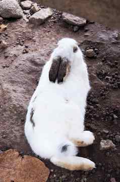 白色兔子生病的皮肤疾病发热