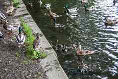 鸭子游泳池塘城市公园