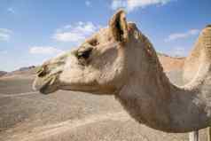 骆驼头沙迦阿联酋航空公司阿联酋