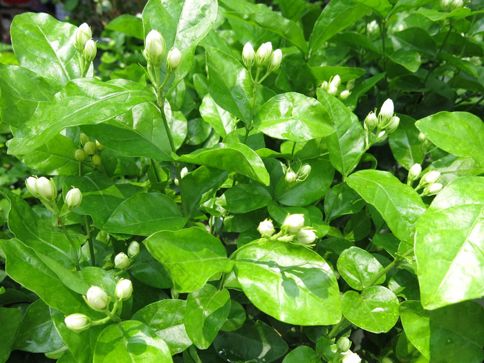 茉莉花花绿色花园背景