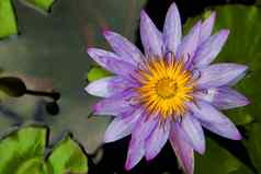 美丽的紫罗兰色的水莉莉莲花花布鲁姆水表面前视图关闭
