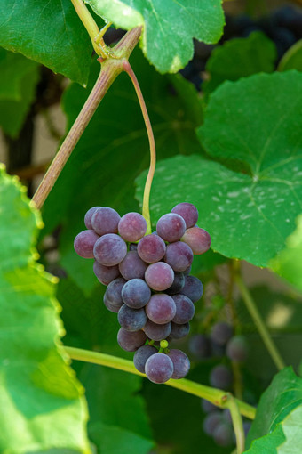 fascicle红色的葡萄日益增长的叶子他来了小总状花序红色的葡萄