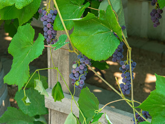 成簇红色的葡萄日益增长的叶子他来了小总状花序红色的葡萄