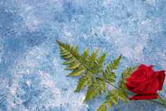 红色的玫瑰蓝色的丙烯酸油漆背景