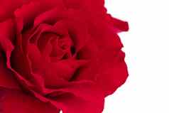 单盛开的红色的玫瑰