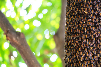 蜜蜂蜂巢分支树花园蜂蜜高能量
