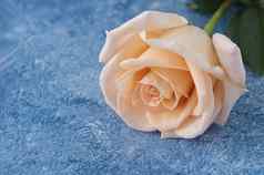 桃子颜色玫瑰蓝色的白色丙烯酸油漆背景