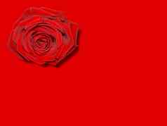 红色的玫瑰花问候卡