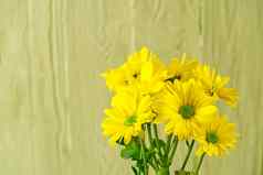 美丽的新鲜的黄色的菊花光绿色木背景特写镜头拍摄黄色的雏菊花
