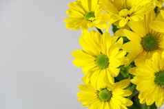 美丽的新鲜的黄色的菊花特写镜头拍摄黄色的雏菊花