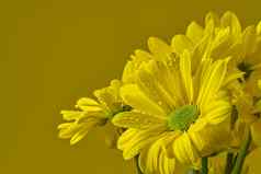 美丽的新鲜的黄色的菊花特写镜头拍摄黄色的雏菊花孤立的黄色的背景