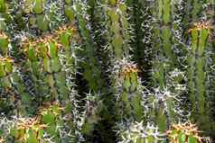 大戟科大多样化的属开花植物一般被称为大戟
