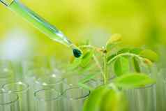 吸管下降绿色样本化学年轻的样本植物