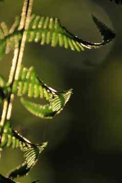 轮廓叶子蕨类植物