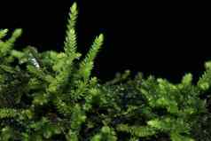 蕨类植物日志自然生长湿